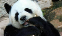 熊猫视频,探索自然之美，感受生命奇迹